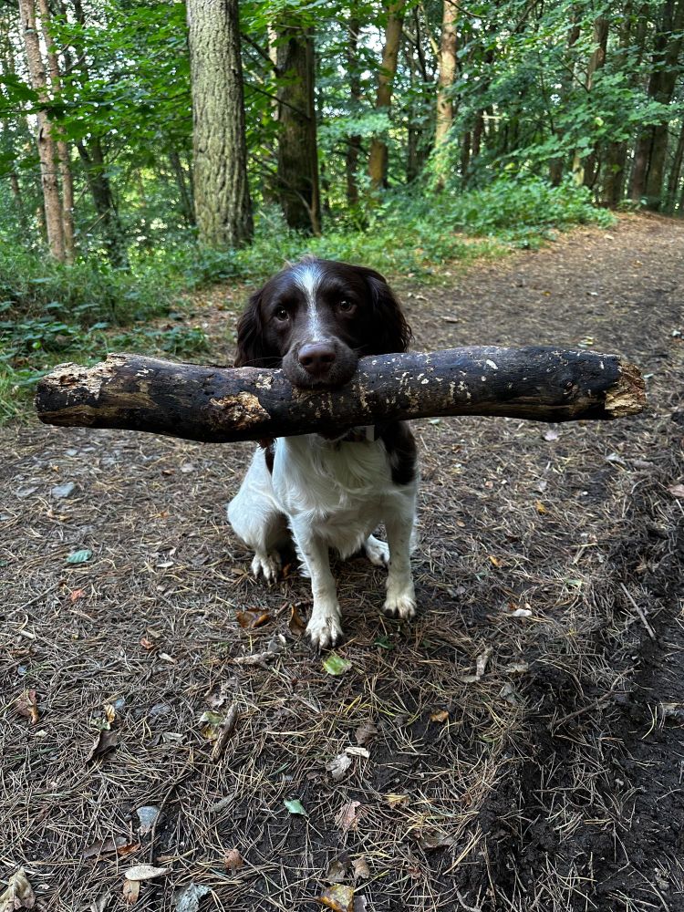 Big stick energy
