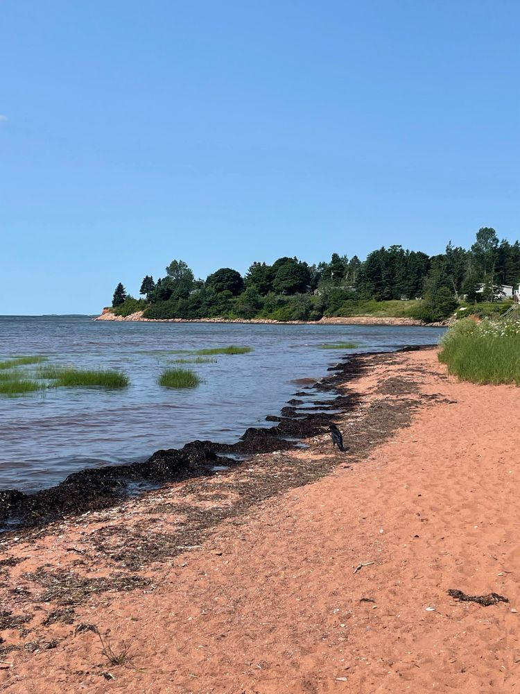 Reddish sand shoreline, blue water with trees in the distance. Also a crow enjoying a walk on the beach.