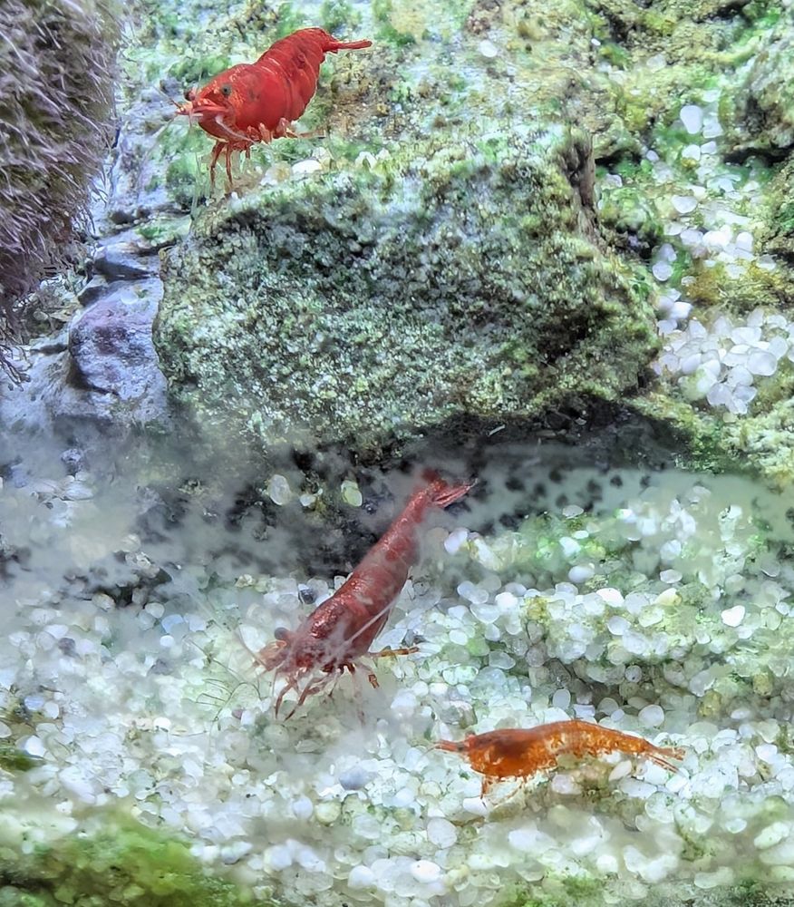 baby shrimp