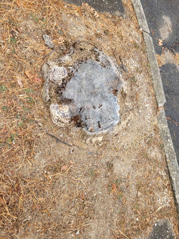 This is the stump of a tree that was struck by lightning. I used some of the wood to make my coronet 