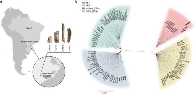 Redefining the treponemal history through pre-Columbian genomes from Brazil - Nature