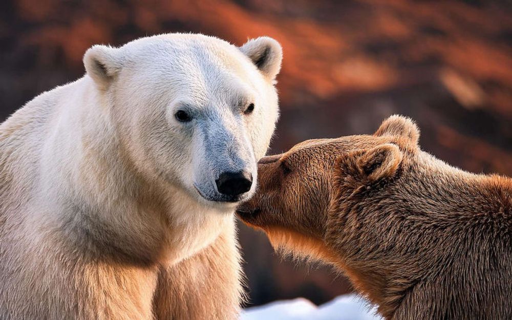 Les ours polaires n’existent que depuis 70 000 ans : une adaptation express à la vie en Arctique