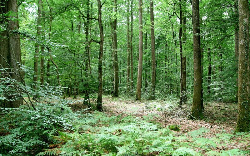 Des chiffres effrayants derrière la dégradation rapide des forêts françaises : pourquoi la situation est grave ?