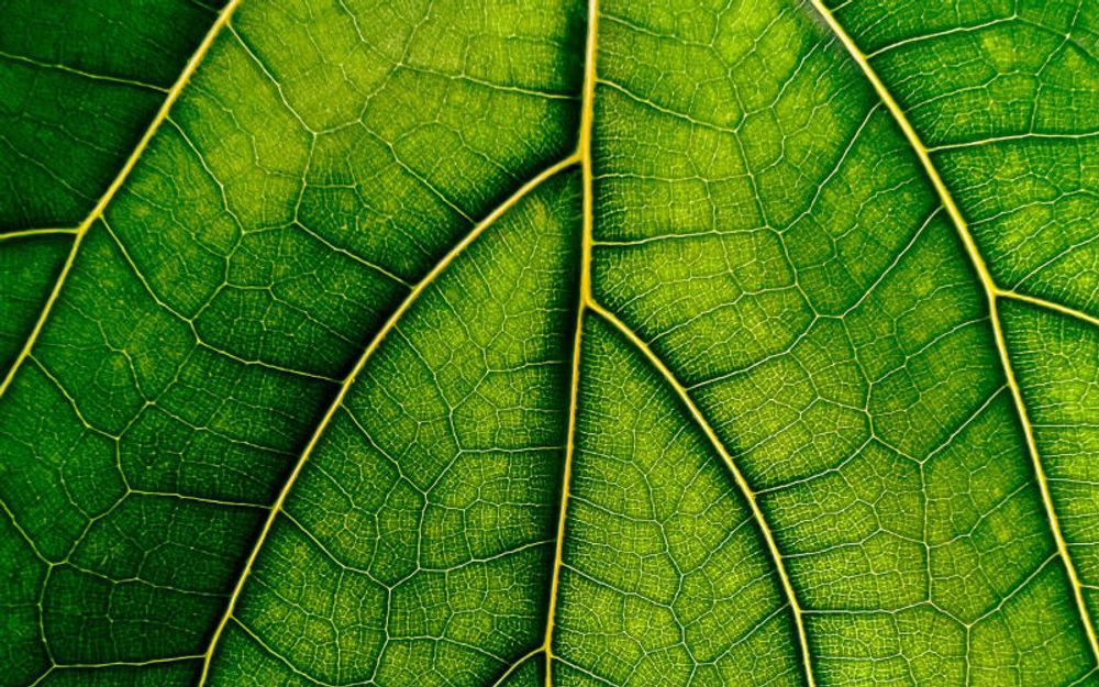 Des scientifiques filment une plante qui « parle » à sa voisine, et les images sont incroyables