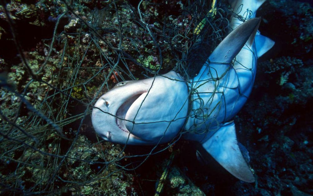 En images : cette plongeuse porte secours à un rarissime requin grande-gueule de 5 mètres, remonté des profondeurs par un filet de pêche