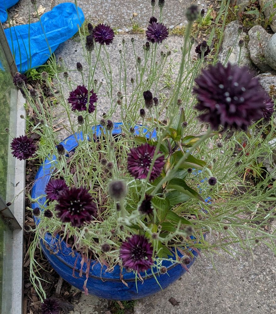 Photo of deep purple cornflowers in a blue pot outside. Nearly black in colour 