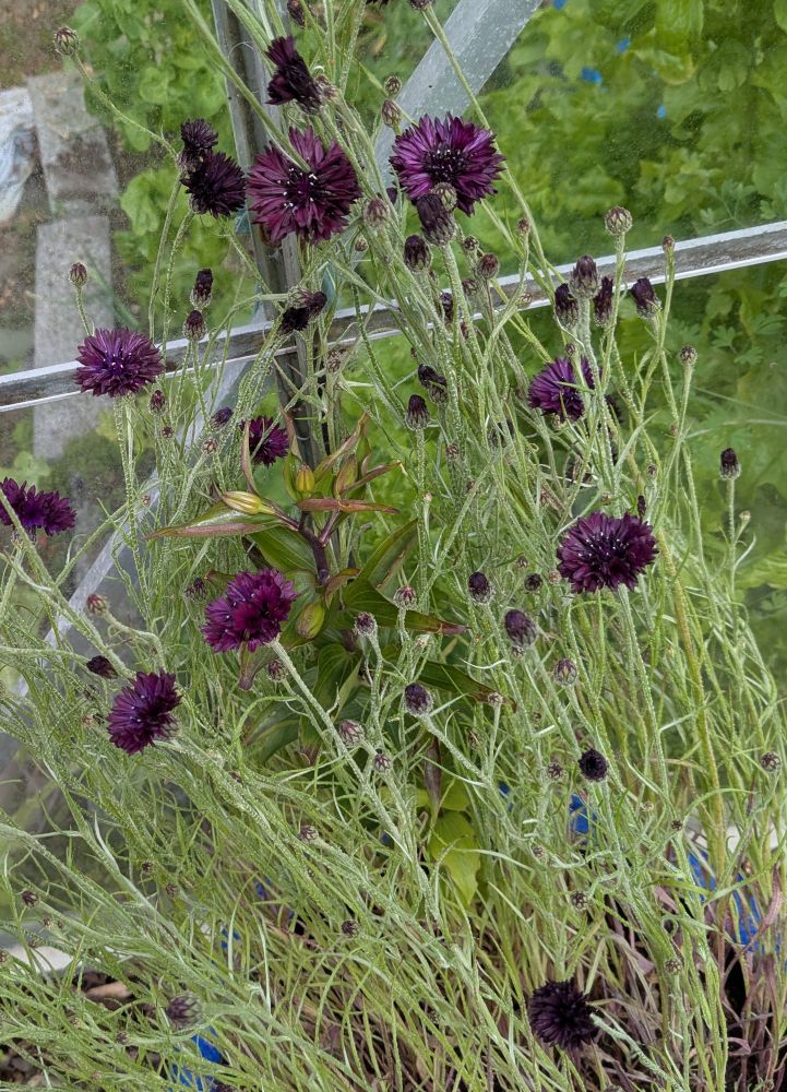 Photo of deep purple cornflowers against a green background outside. Nearly black in colour 