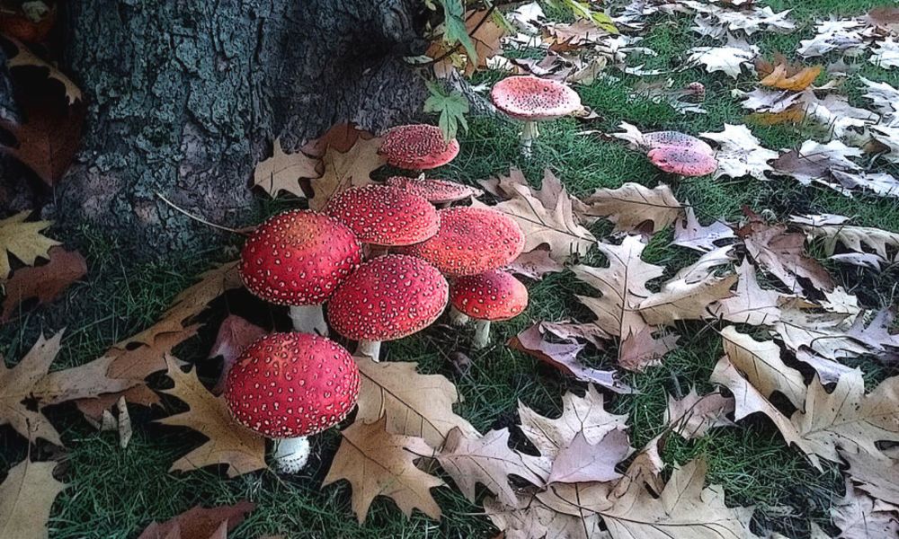 Amanita Muscaria  by Kitsune Kowai