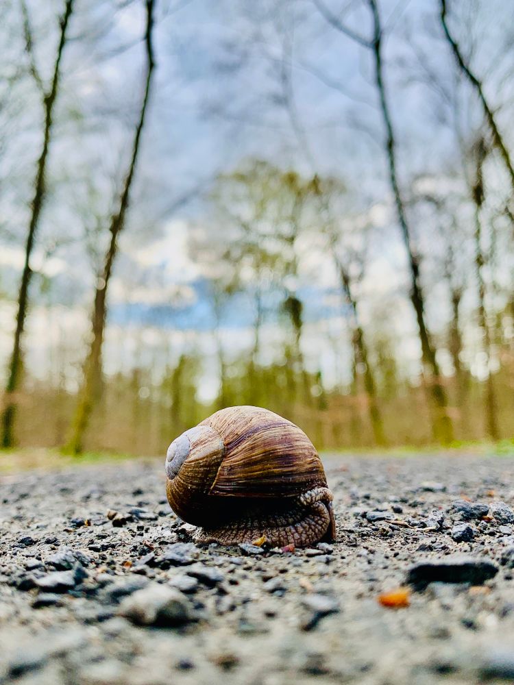 Das Foto zeigt eine Nahaufnahme einer großen Schnecke mit braunem Gehäuse, die auf einem kiesigen Waldweg sitzt. Der Fokus liegt auf der Schnecke im Vordergrund, während der Hintergrund mit Bäumen und Himmel unscharf ist. Die Szene wirkt ruhig und natürlich.