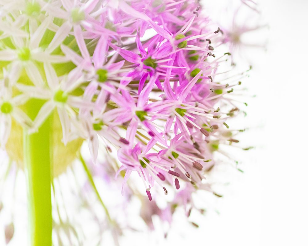 Das Foto zeigt eine Nahaufnahme eines zarten, kugelförmigen Blütenstandes in feinen Rosatönen. Die Blüte ist reich an filigranen, sternförmigen Einzelblüten mit grünlichen Staubbeuteln und violetten Staubfäden. Der Hintergrund ist fast vollständig weiß und stark überbelichtet, was den Fokus ganz auf die Struktur und Farben der Blüte lenkt.

Motto: Komplementärfarben

Unter dem Thema „Komplementärfarben“ fällt hier besonders das Spiel zwischen dem zarten Rosa und dem kräftigen Grün auf: Die grünen Staubbeutel und der Blütenstiel stehen im farblichen Kontrast zu den rosafarbenen Blüten. Rosa – eine helle Variante von Rot – und Grün sind komplementäre Farben, das heißt, sie liegen im Farbkreis einander gegenüber und verstärken sich gegenseitig in ihrer Wirkung. Diese Kombination sorgt für eine besonders harmonische, aber gleichzeitig auch spannungsreiche visuelle Erfahrung.

Die weiche Schärfe und die helle Lichtstimmung lassen die Blüte fast wie schwebend wirken, während der farbliche Kontrast Tiefe und Lebendigkeit erzeugt – ein sanftes, visuelles Spiel zwischen Ruhe und Energie.