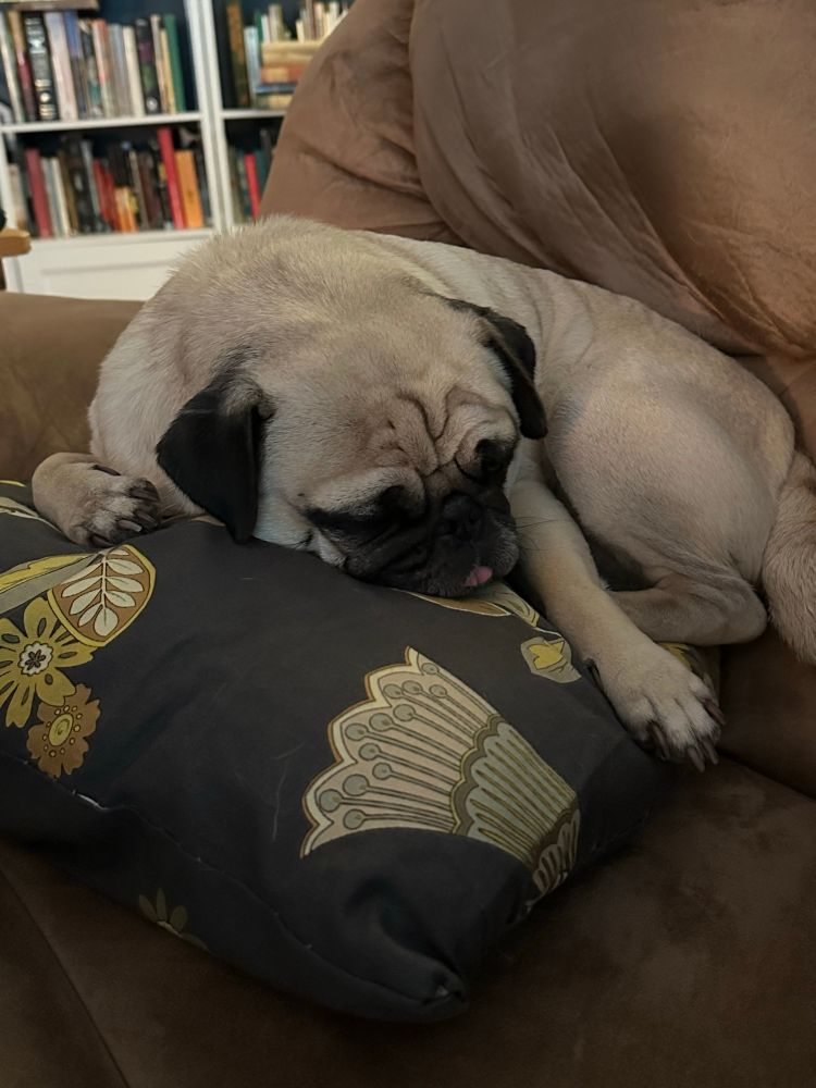A pug atop a pillow that is black with yellow flower decorations on it. He has a bleep tongue and is cute. The pillow is on a brown sofa.