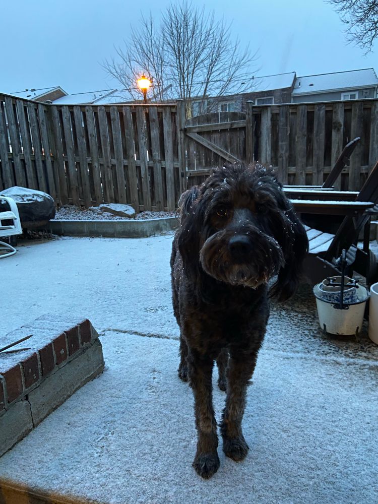 A black doodle dog on a patio with a dusting of snow