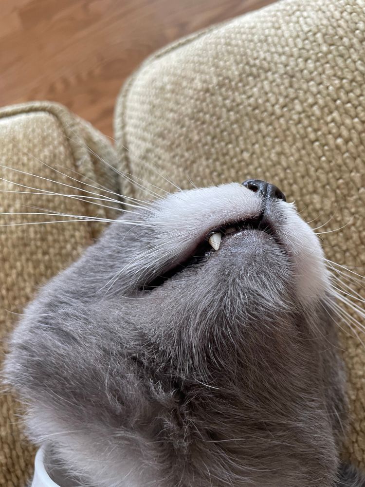 Close up of a tuxedo cat’s chin and snaggle tooth  