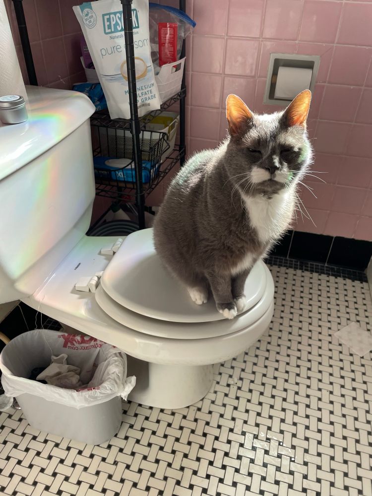 Grey and white tuxedo cat sitting on a toilet