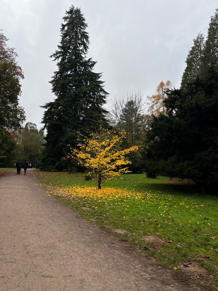 a photo in an open green space. in the centre, a bright yellow gingko tree drops some of its leaves - it's a shock of colour against a cloudy sky and deep evergreen surroundings