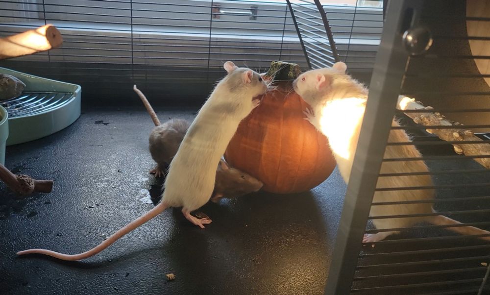 3 pet rats inspecting a small pumpkin