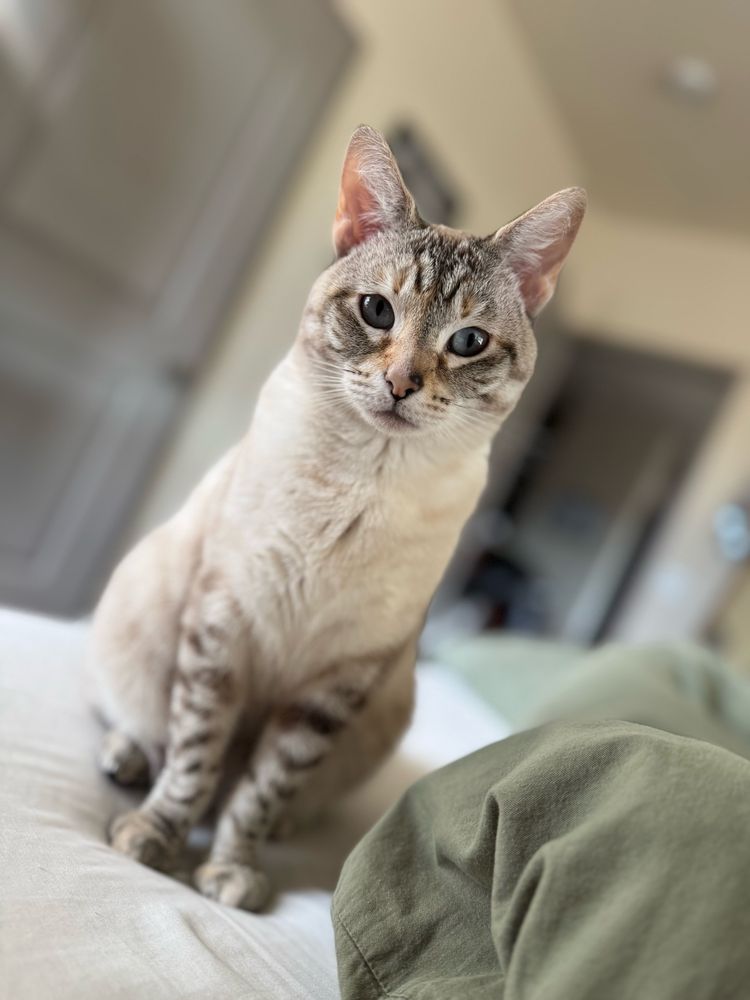Princess Penelope Jane. A white and beige cat with light blue eyes. 
