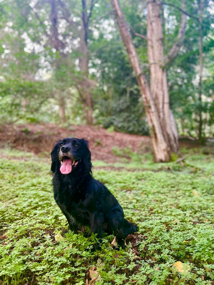 My black spaniel cross Bernie in a carpet of hedge parsley seedlings in the forest near mine 