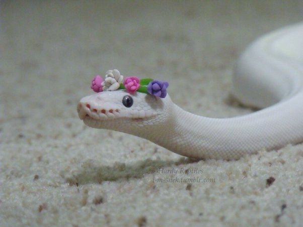 A white snake with a flower crown, she’s beautiful 