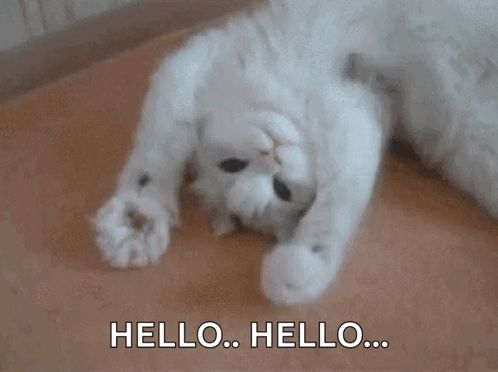 a white cat is laying on its back on the floor and says `` hello . hello ... ''