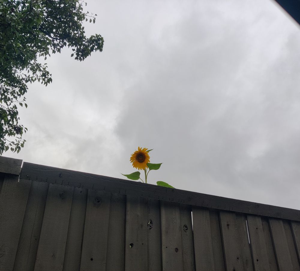 Sunflower peeking over a fence 