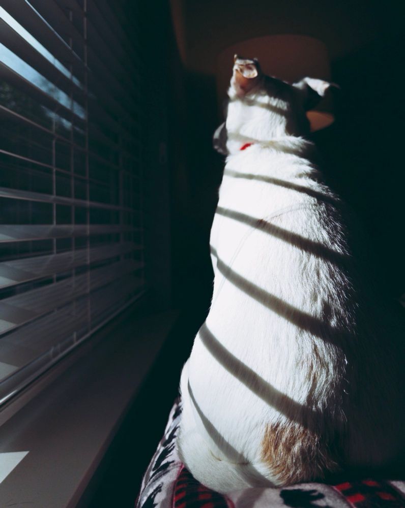 A small white dog looks out a window.