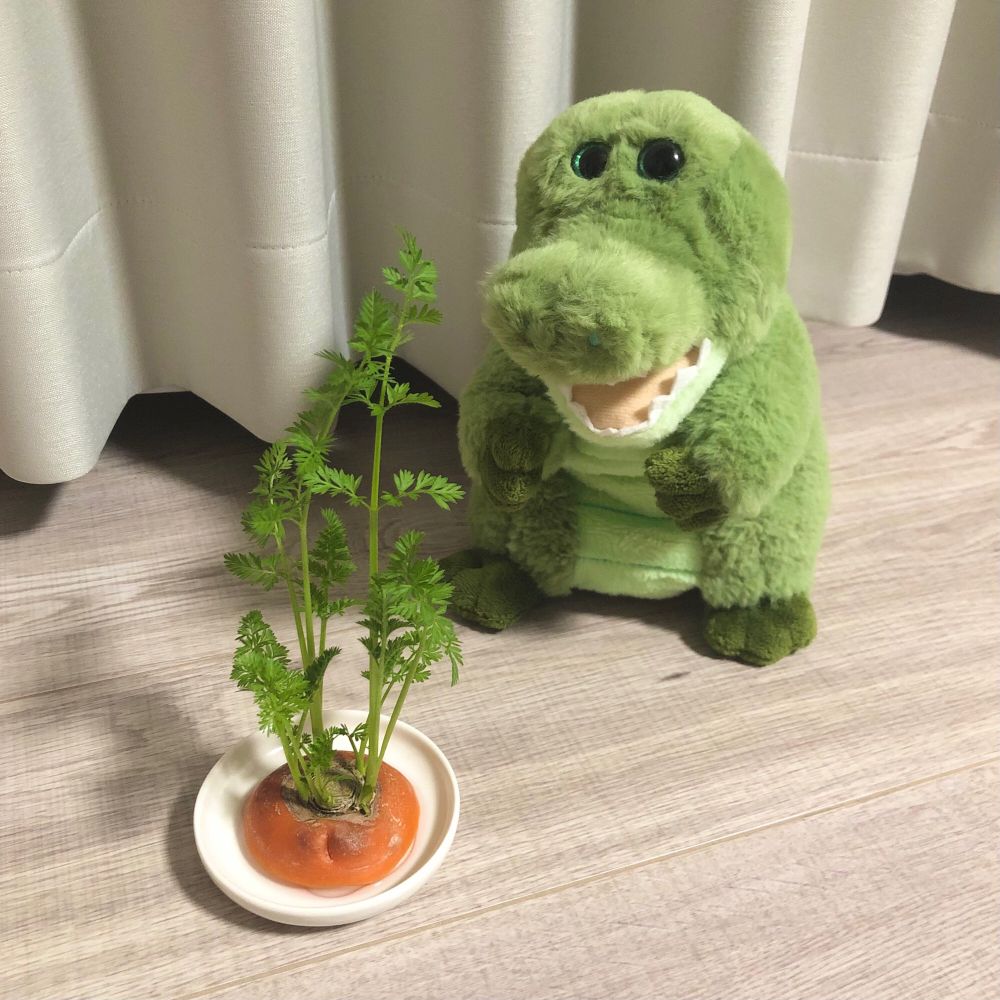 葉っぱが豊かに育ったにんじんのヘタと、それを見るワニのぬいぐるみ