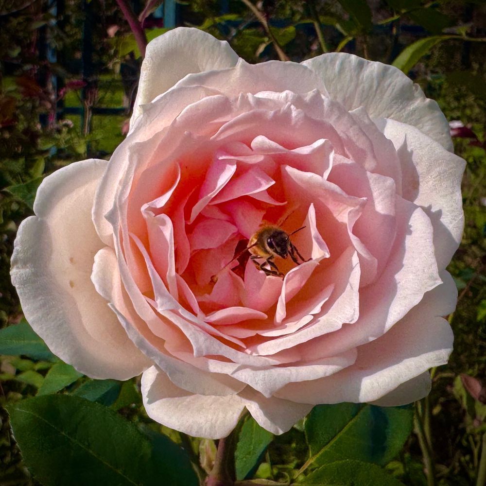 A color photo of a white rose with a pink center. A bee is exiting from the center of the rose.
