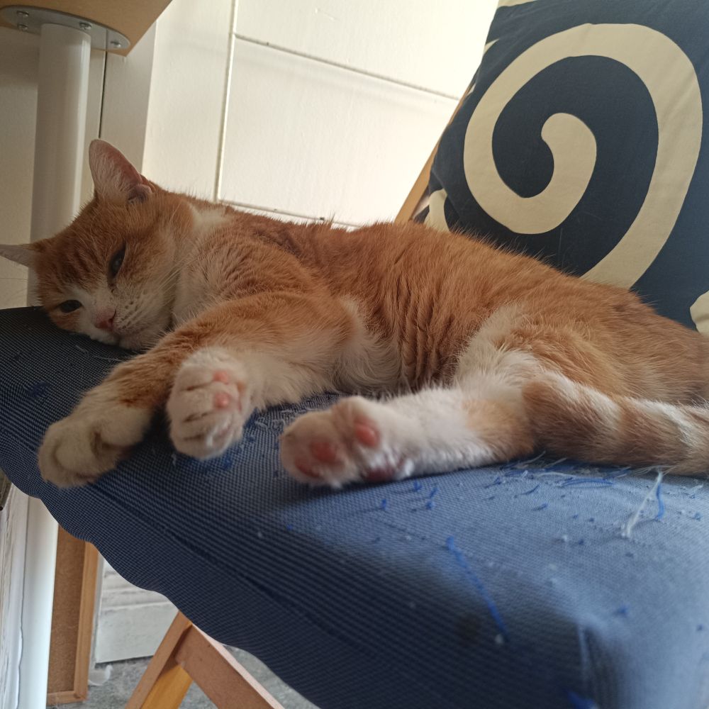 a ginger cat reclines decadently on a chair with a soft cushion cover.