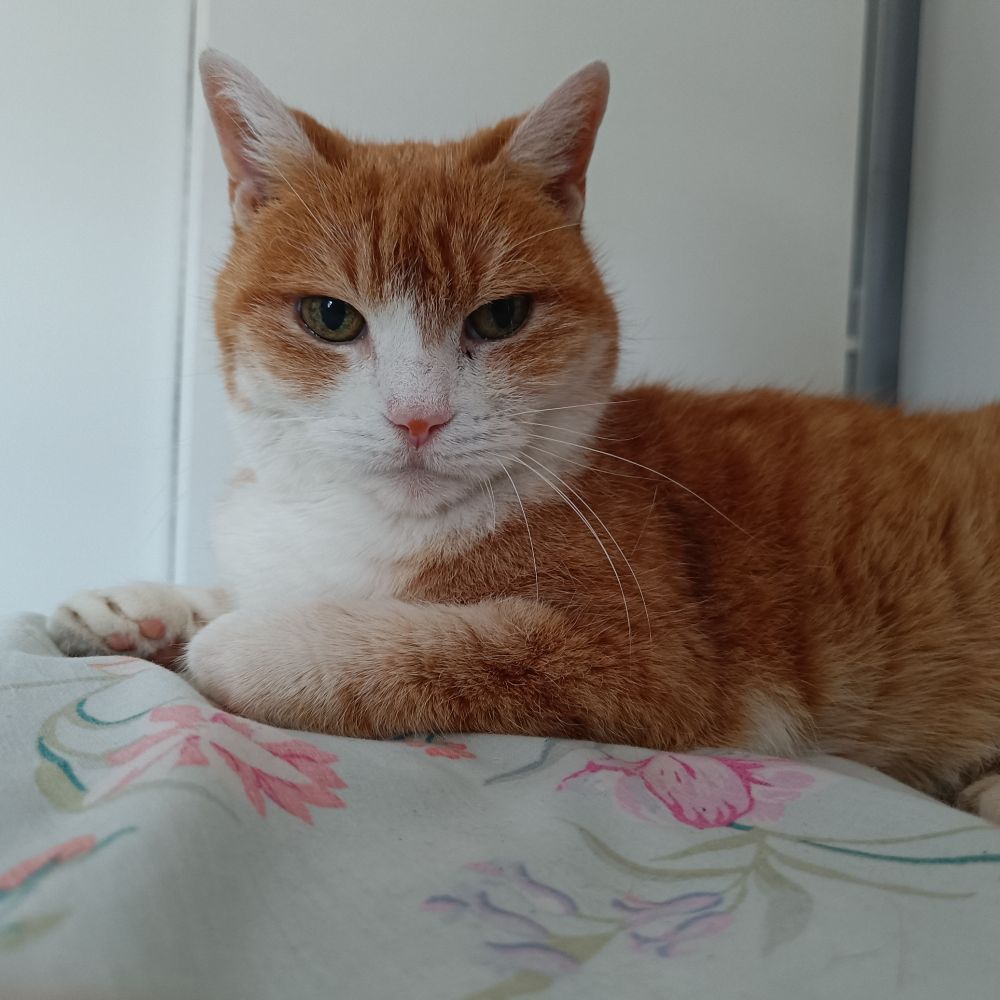 A cat lies sideways on a bed with her head turned to camera. 