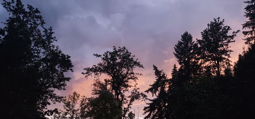 Sunset sky. Blue/pink/orange/white colors in top to bottom order. Trees in frame are completely black and look like cutouts against the cloudy sky. Mostly tree. 