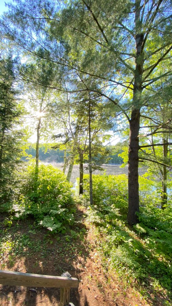 The sun rising through the trees, casting beautiful light over the lake