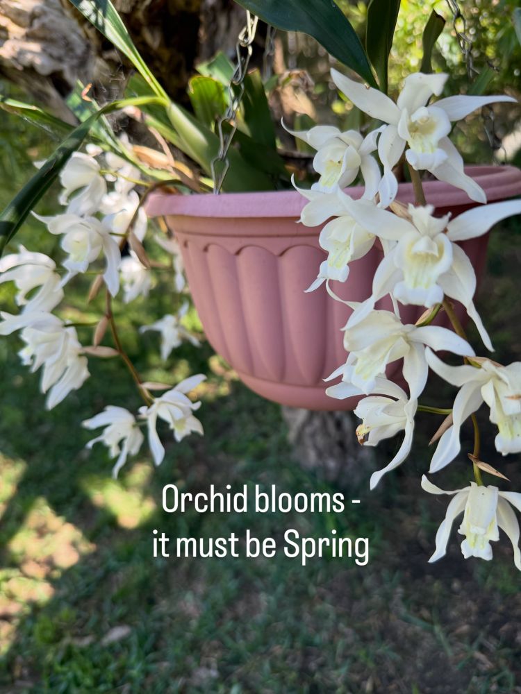 Pale cream orchid blooms - it must be Spring