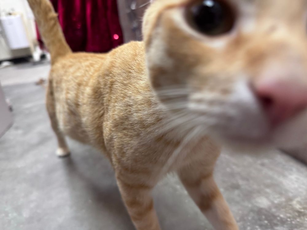 A tawny orange cat approaches the camera lens, its head so close it’s out of focus 