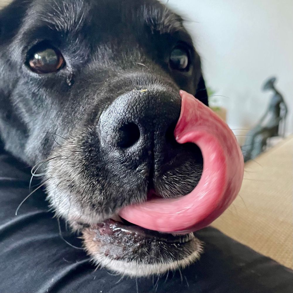 A black lab with his tongue curled up to his left nostril