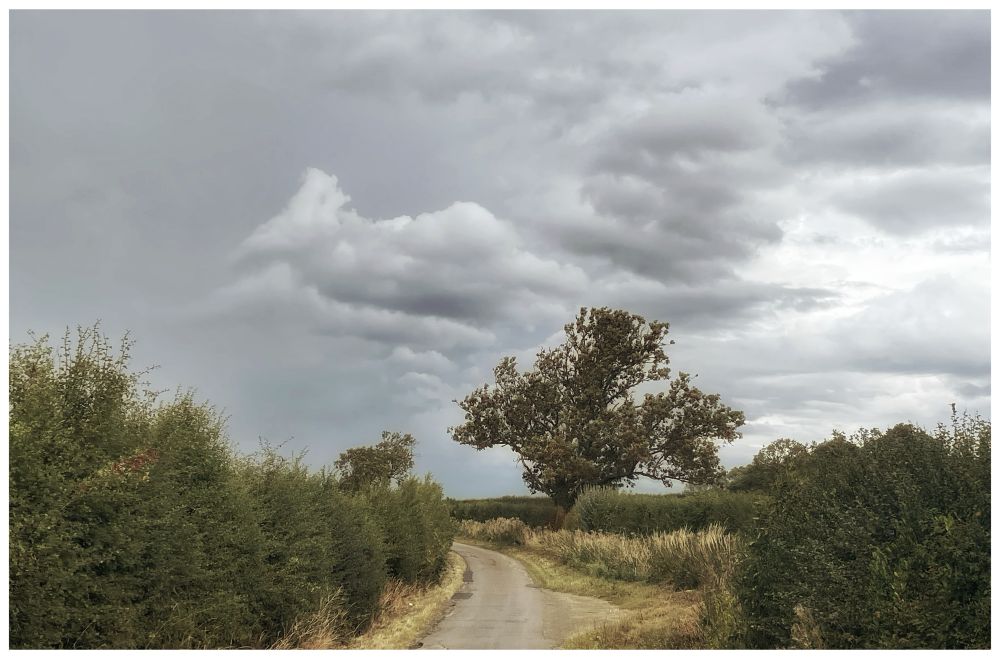 A small country lane lined with hedges and yellowing grass verges telling the tales of our dry summer. The sky is cloudy and rain is on the way. One tree stands to the right of the lane up ahead
