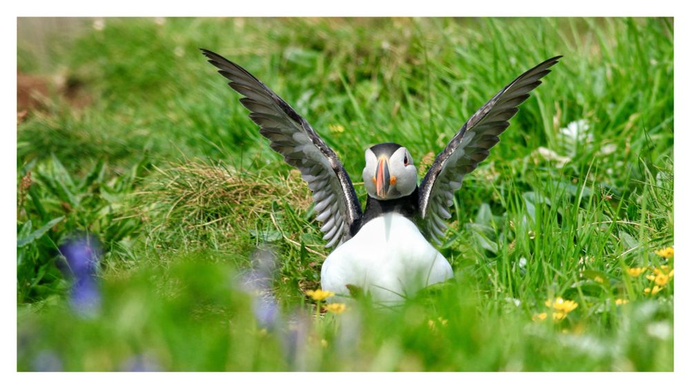 A little puffin, having just emerged from its burrow, stands amongst the green grass and wild flowers on the Treshnish Isles and gives its wings a good stretch!