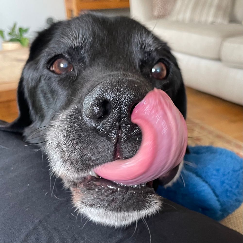 A black lab with his tongue curled upwards around his left nostril 