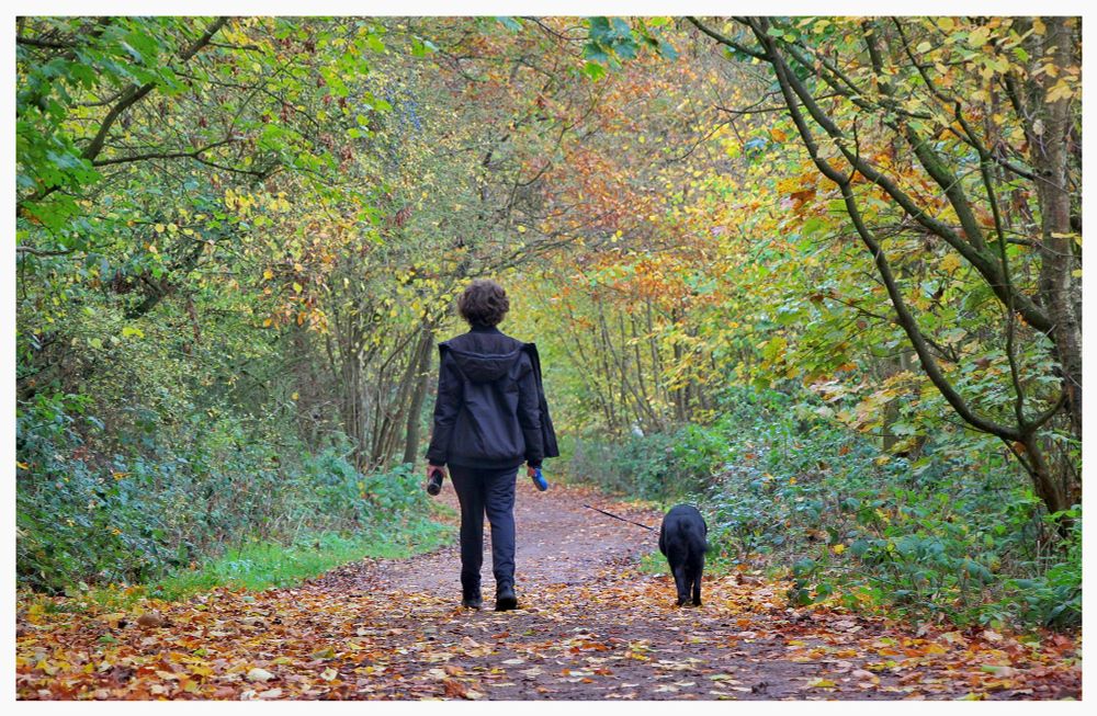 My youngest and our dog wandering down a path in the woodland. The colours are autumnal the ground is peppered with leaves 🍂 