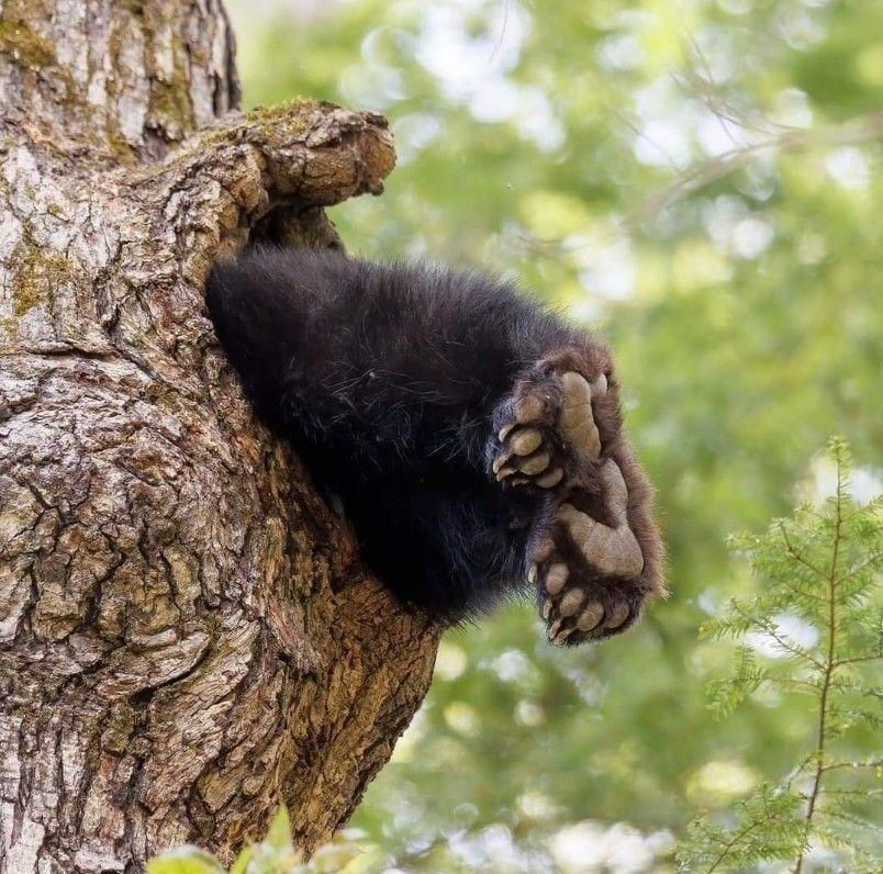 two bear legs sticking out of a hole in a tree