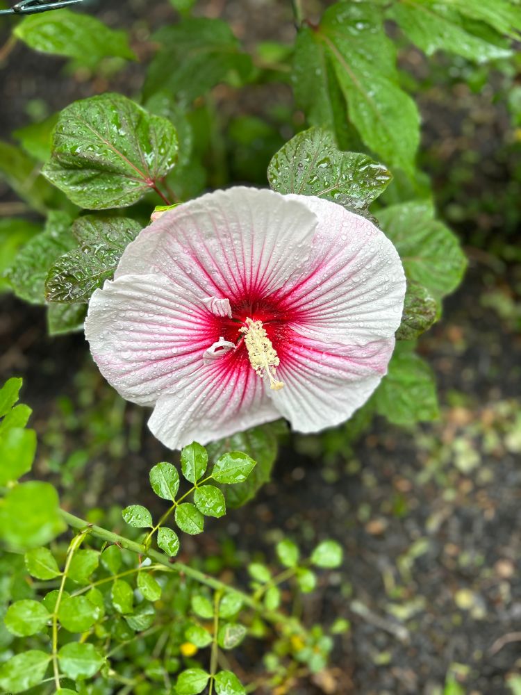 Large hibiscus bloom, pale pink deepening to dark pink at the center with a pale yellow stamen surrounded by greenery 