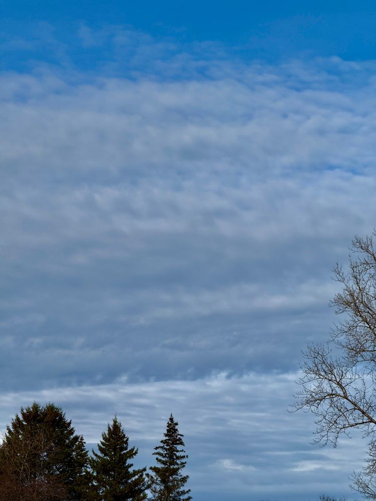 A bright blue sky blanketed by layers of greyish white clouds. There are a few evergreens and a tree with bare branches in the lower edges of the frame. 