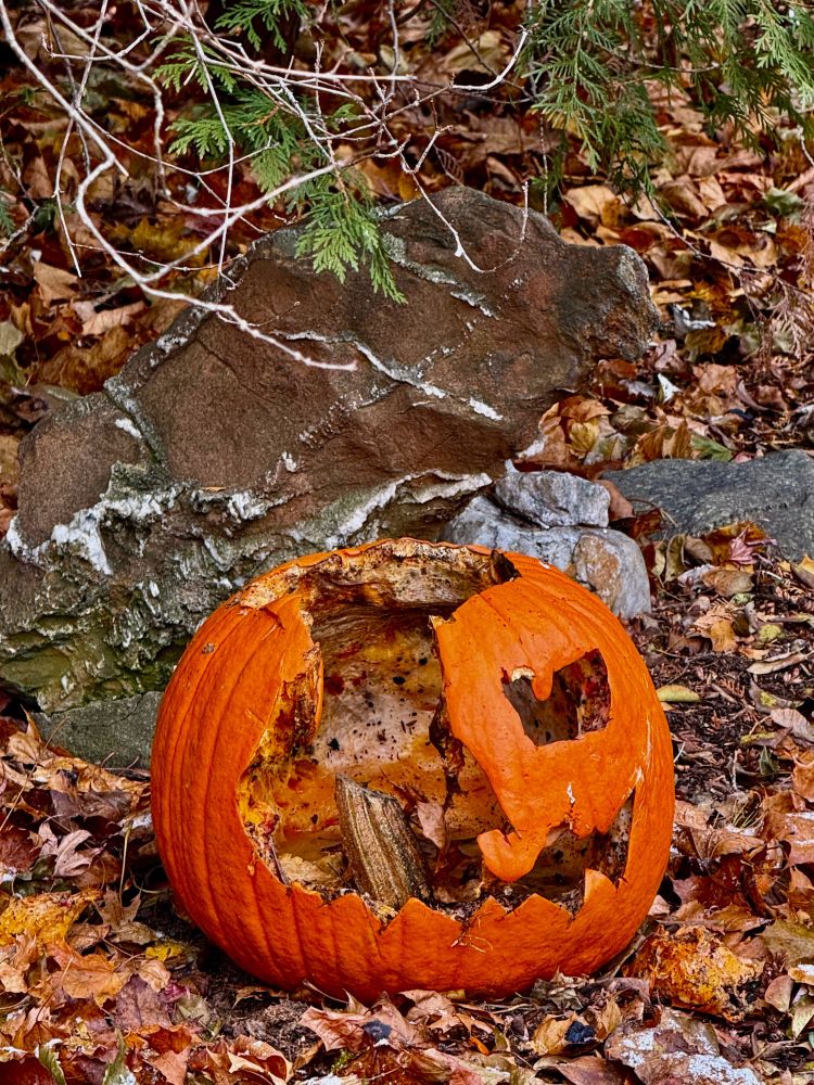 An orange pumpkin (with half of a carved  face missing) is sitting in a garden by a large rust colored rock. 