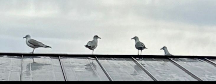 4 gulls on a shiny metal roof under a grey sky. 