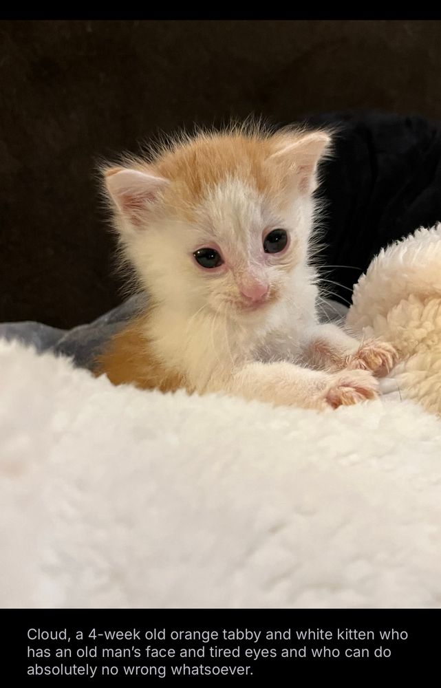 Cloud is a tiny rescue kitten who has been described as having a “tried to die” face. She has a white face with giant blue black eyes, orange head, tiny legs with paws out. I think she is about 5 weeks old. She is being cared for by one of the amazing rescues