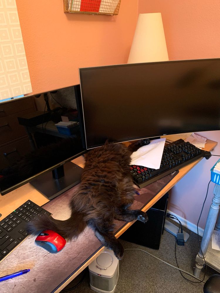 Photo of a desk with two large monitors, a keyboard and mouse, and a very fluffy cat lounging across the whole desk