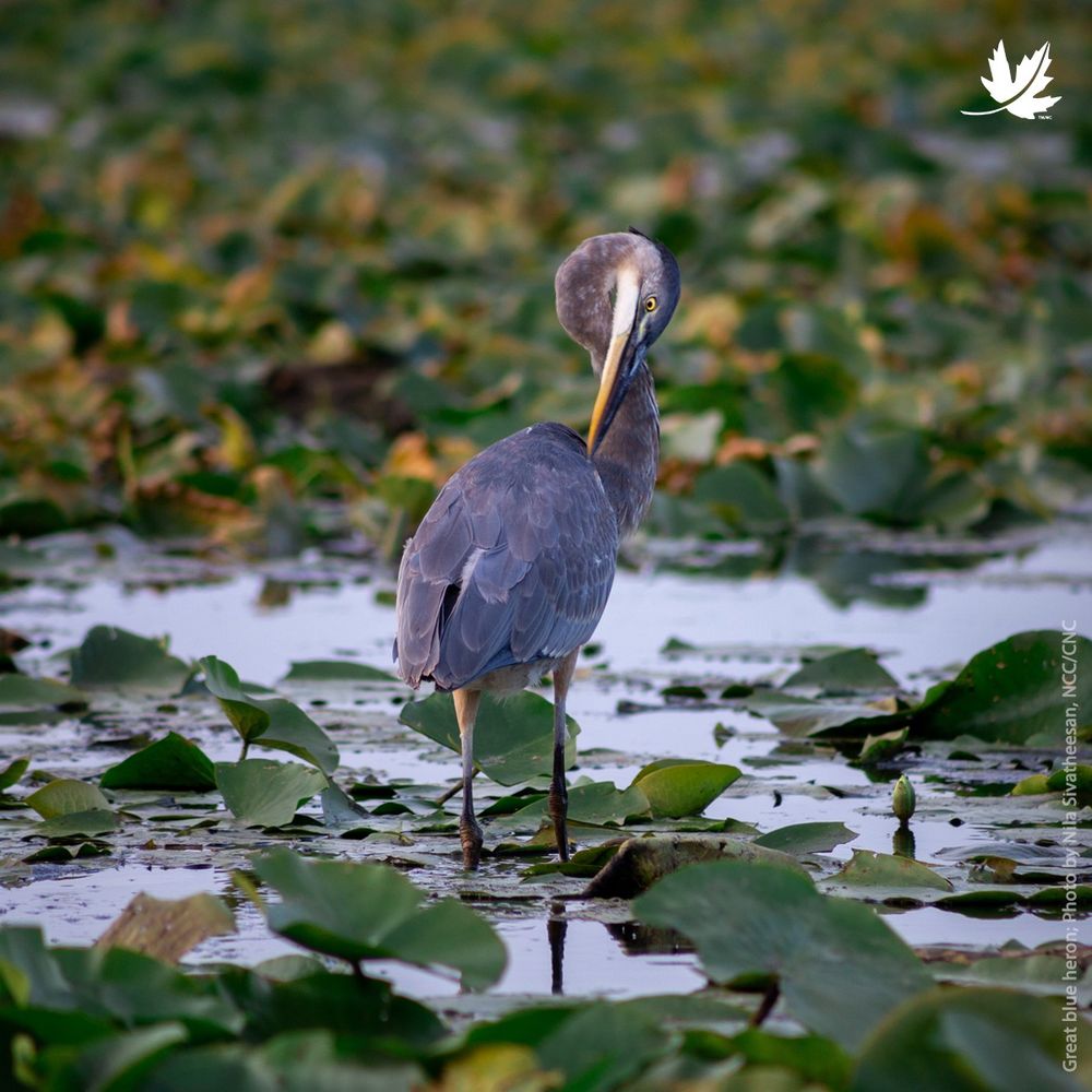 A great blue heron stands in a shallow wetland filled with floating green lily pads.