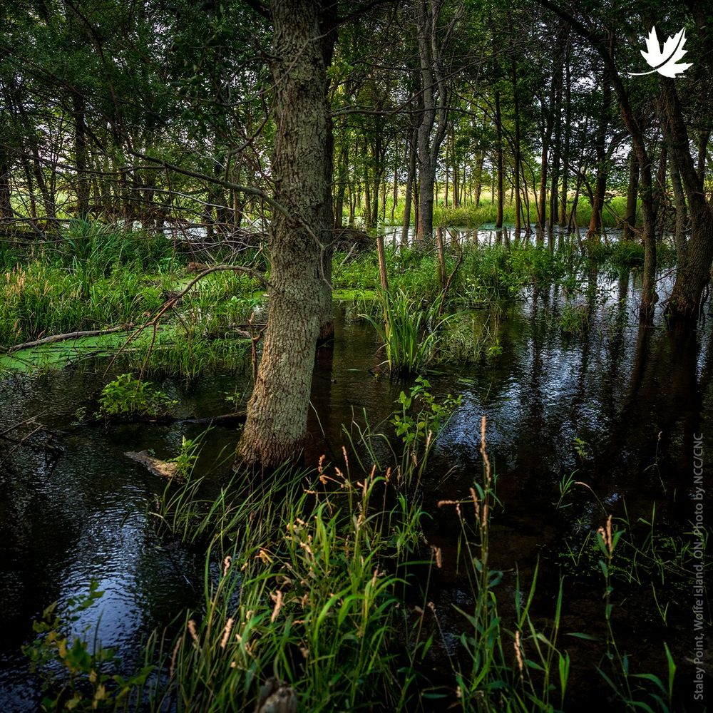 A lush wetland scene with tall grasses, trees, and calm, reflective water at Staley Point, Ontario.