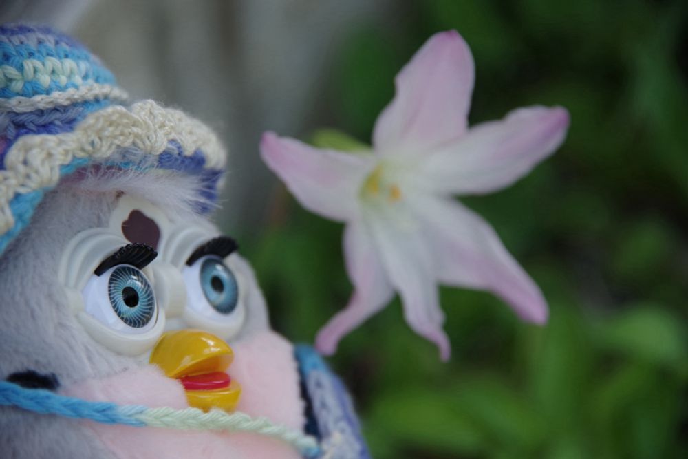 ファービー バディーズ
ハブランサス