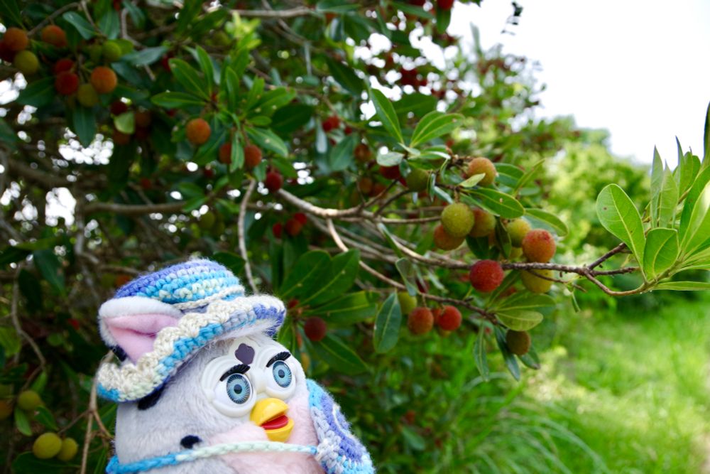 ファービー バディーズ
やまもも